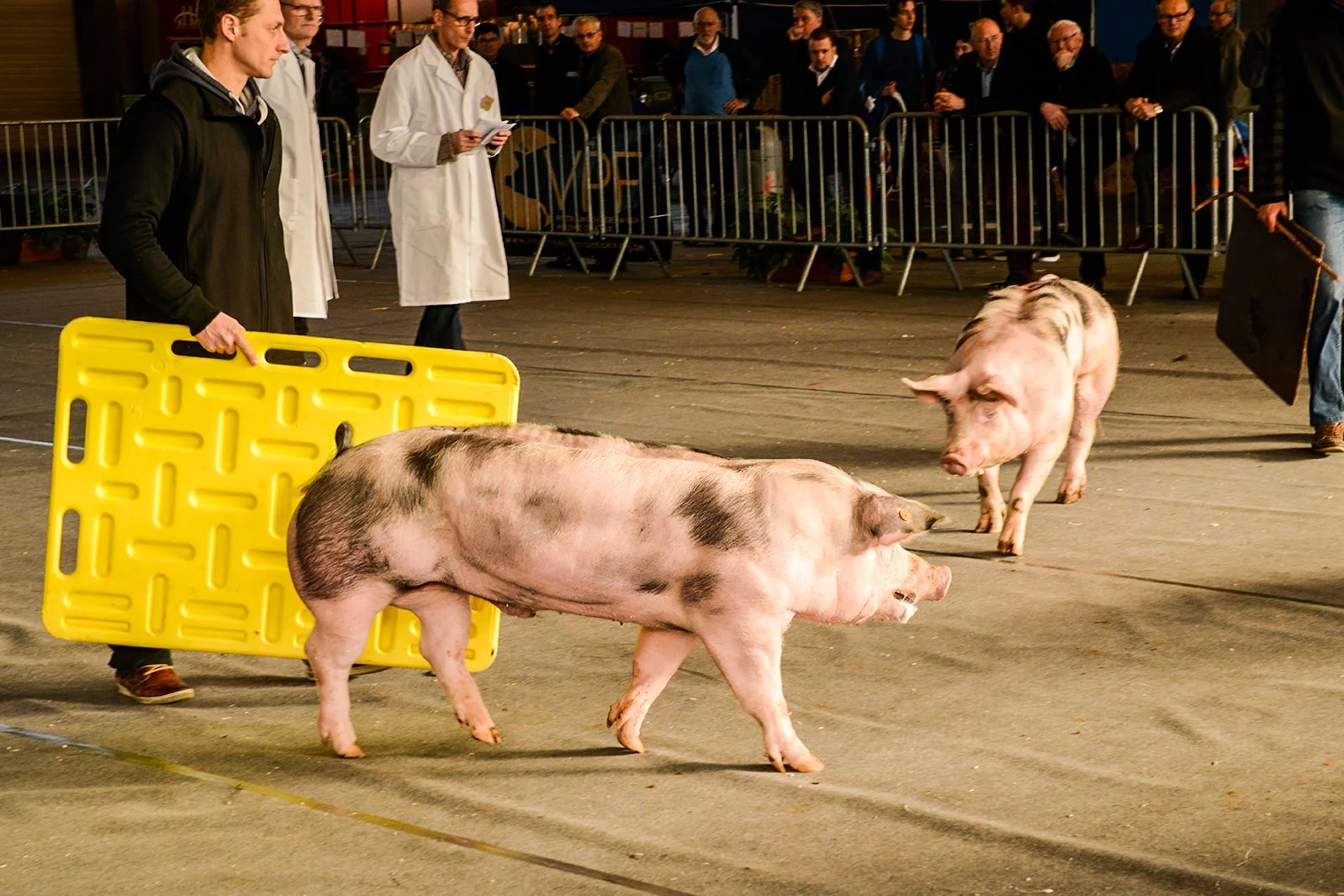 AGRIFLANDERS - 2019