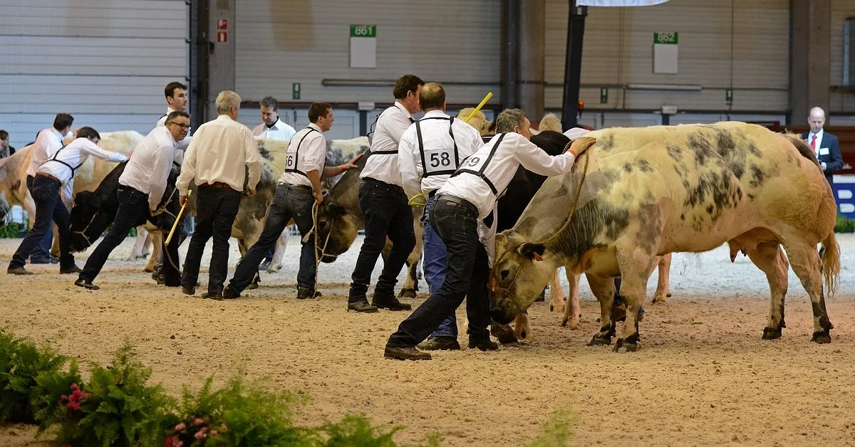 AGRIFLANDERS - 2019